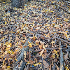 Autumn forest floor covered with dry leaves, twigs, and bark. Natural textures and earthy tones create a seasonal woodland atmosphere, perfect for ecological and nature themes.