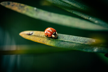 Close-Up of a Red Ladybug on a Leaf