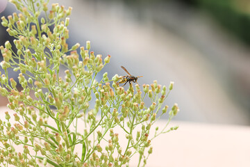 A wasp on some flowers