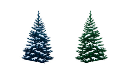 Obraz premium Two distinct evergreen trees in blue and green colors isolated on a white background alpha channel with white background