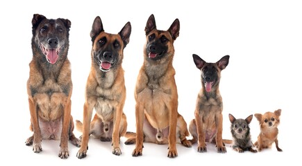 malinois and chihuahuas in studio