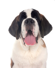 puppy saint bernard in studio