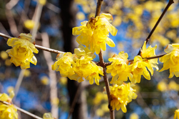 Close-up of beautiful wintersweet flowers blooming in early spring.
