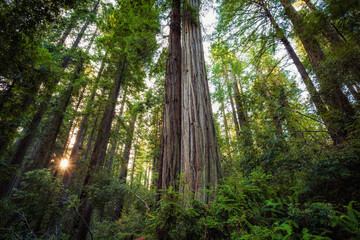Sunrise in the Redwood Grove, Lady Bird Johnson Grove, Redwoods National and State Parks, California
