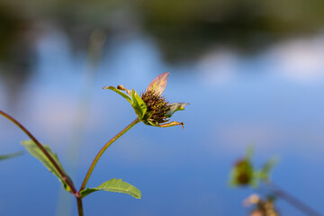 Bidens frondosa is a herbaceous plant, a species of the genus Bidens in the Asteraceae family, macro photograph against the backdrop of blue pond water
