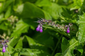 Symphytum officinale - Perennial herbaceous plant; species of the genus Comfrey of the Boraginaceae family, purple bells on green stems