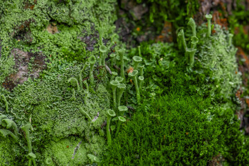 Cladonia, cup lichens - a genus of lichens of the Cladoniaceae family, a lichen in the form of fungi on legs with caps