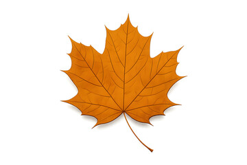 Fototapeta premium Isolated Autumn Leaf Silhouette on White Background with Subtle Shadow – High Quality Transparent Vector Style