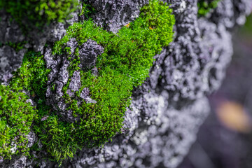 Moss with lichen in the forest, macro shot of green moss shoots on the surface of tree bark veins