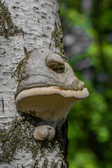 Common tinder fungus (Fomes fomentarius) growth in the form of a gray mushroom on birch bark with orange veins