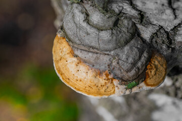 Birch polypore, Piptoporus betulinus, a fungus that parasitizes tree bark in the middle of a summer forest