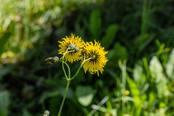  Dandelion, other common names: lion's tooth, piss-a-bed, blow-ball, fairy clock, and white-endive - a forked yellow head, turned away from the camera