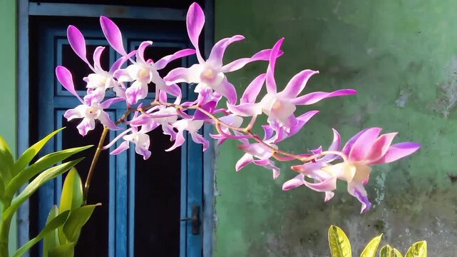 In the garden, curly dendrobium orchids, purple and white crown colors, are dancing in the wind.