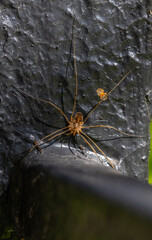 Cellar spider, daddy longlegs - macro photograph of a spider sitting on a black painted fence
