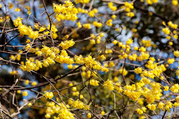Wintersweet flowers blooming in early spring.