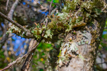 Epiphytic leafy lichen on tree branches in a summer forest