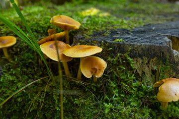 Lion-yellow tree mushrooms on a moss-covered stump