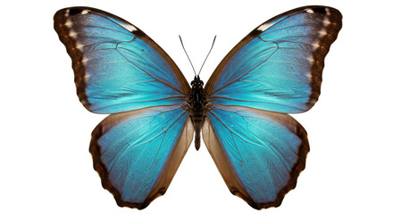 Fototapeta premium Striking blue morpho butterfly isolated PNG, vibrant tropical insect with intricate wing patterns on transparent background