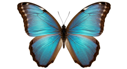 Striking blue morpho butterfly isolated PNG, vibrant tropical insect with intricate wing patterns on transparent background