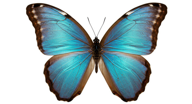 Striking blue morpho butterfly isolated PNG, vibrant tropical insect with intricate wing patterns on transparent background