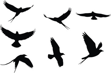 Bird, silhouette, flying, wings, motion, swallow, nature, vector, illustration, flight, tail, sky, shadow, posture, species, avian, dynamic, forked, shape, movement