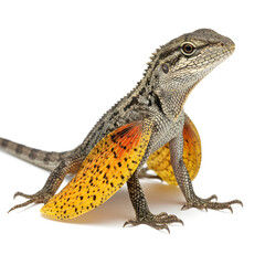 Obraz premium Isolated Full Body Draco Lizard (Flying Dragon) with Detailed Patagia Wing Texture