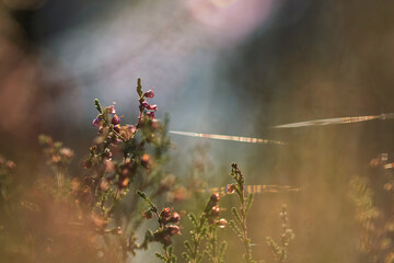 Pokryta rosą pajęczyna wśród kwitnącego wrzosu w cichym jesiennym lesie. © Elżbieta Kaps