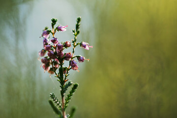 Pokryta rosą pajęczyna wśród kwitnącego wrzosu w cichym jesiennym lesie. © Elżbieta Kaps