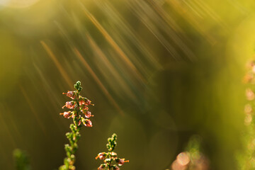 Pokryta rosą pajęczyna wśród kwitnącego wrzosu w cichym jesiennym lesie. © Elżbieta Kaps