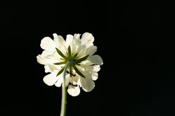 Biały kwiat na czarnym izolowanym tle na łące.  © Elżbieta Kaps
