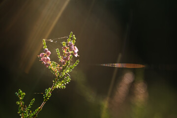 Pokryta rosą pajęczyna wśród kwitnącego wrzosu w cichym jesiennym lesie. © Elżbieta Kaps