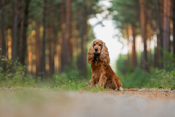 Portret czerwonego angielskiego cocker spaniela na tle jesiennego lasu.