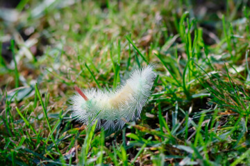Die Raupe des Buchenstreckfu&szlig;es