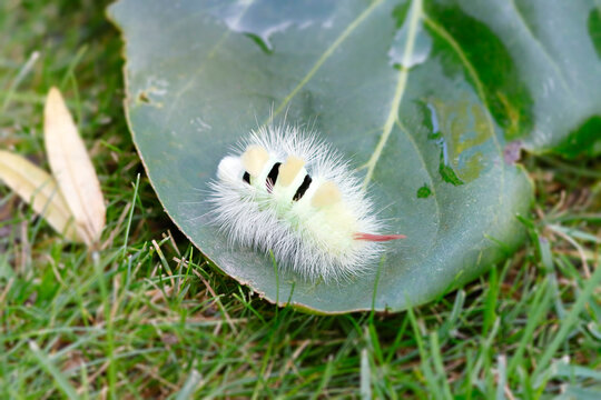 Die Raupe des Buchenstreckfu&szlig;es