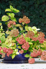 Ein Hortensienstrauch mit Bl&uuml;ten in Herbstf&auml;rbung