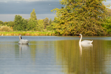 Łabędzie nieme pływają po spokojnym, jesiennym stawie w złotym świetle. © Elżbieta Kaps