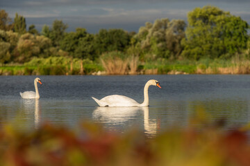 Łabędzie nieme pływają po spokojnym, jesiennym stawie w złotym świetle. © Elżbieta Kaps
