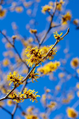 Fototapeta premium Yellow flowers of Hamamelis mollis bloom in early spring.