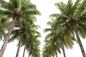 Fototapeta premium A row of tall palm trees reaching towards the sky on a bright day.
