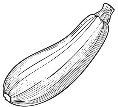 Detailed illustration of zucchini, showing the shape and texture in black and white