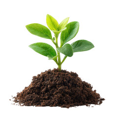 Isolated Young Plant Growing from Soil on Transparent Background in Studio Lighting Germination Theme Agriculture Growth New Life Concept Seedling Lush Green Leaves and Rich Brown Soil Toned for