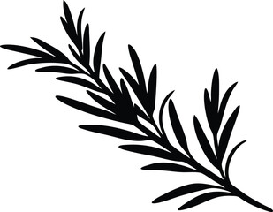 rosemary branch vector, herb plant illustration
