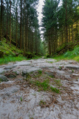 Low angle view of a sandy forest path through dense conifer trees in Saxon Switzerland National Park, Germany, quiet woodland trail with moss, grass and natural textures