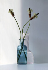 Minimalist high key still life with narrow-leaved plantain flowers in the small glass vase.