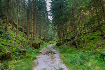 Obraz premium Narrow forest hiking trail leading through dense evergreen trees toward sandstone rock formation in Saxon Switzerland National Park, Germany, peaceful woodland path and natural scenery