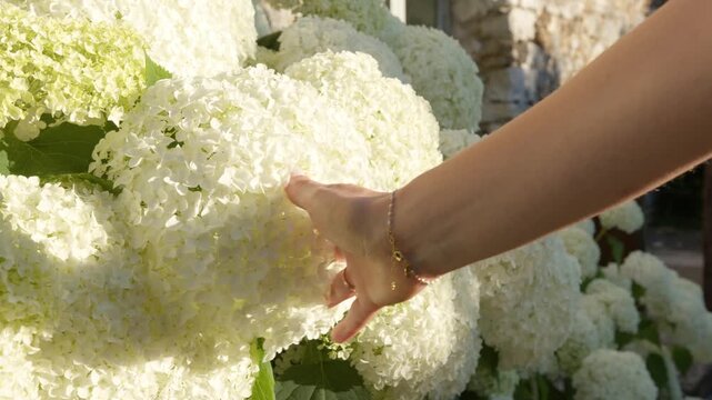 Woman Hand Touching Full Bloom Of White Hydrangea Flowers. Slow Motion Shot