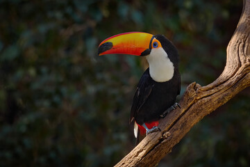 Fototapeta premium Toco Toucan, Ramphastos toco, big bird with orange bill and blue eye, in the nature habitat, Pantanal, Brazil. Bird with big orange bill.Wildlife scene from nature.