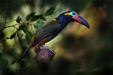 Guyana toucanet, Selenidera piperivora, from Brazil jungle. Nature wildlife. Guianan toucanet, with open big bill and larva nymph food. Close-up detail portrait of rare bird in tropic forest.