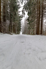 Fototapeta premium Low angle view of a snow-covered forest road between tall conifer trees, quiet winter woodland scene with fresh snowfall, soft light and calm atmosphere