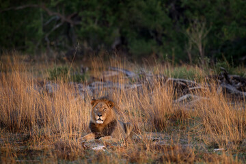 Africa lion landscape. Africa wildlife. Lion hidden in the green vegetation. Forest African lion in the nature habitat, green trees, Okavango delta, Botswana in Africa, red grass.